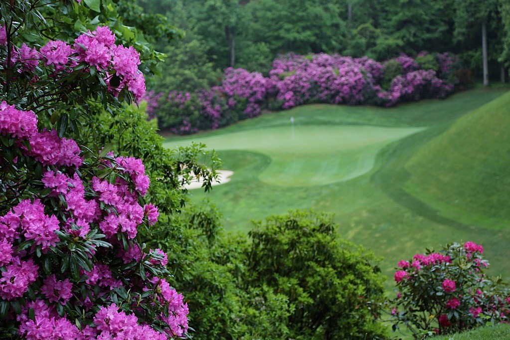 azaleas at Champion Hills