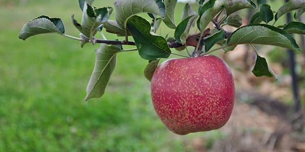 Apple Capital of the State